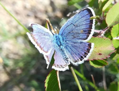 Réf. 260 918 : Plebejus argus